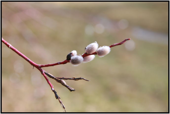 flora: tree: pussy willow : s-IMG_1339.jpg