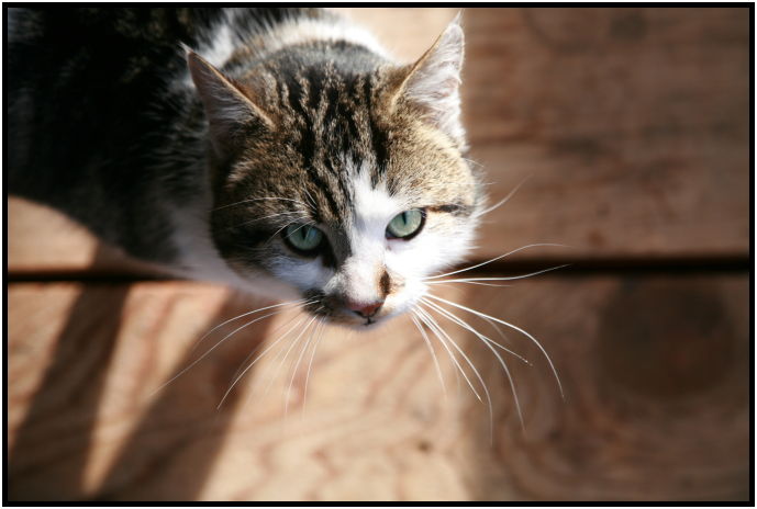 animal: cat : s-IMG_1431.jpg