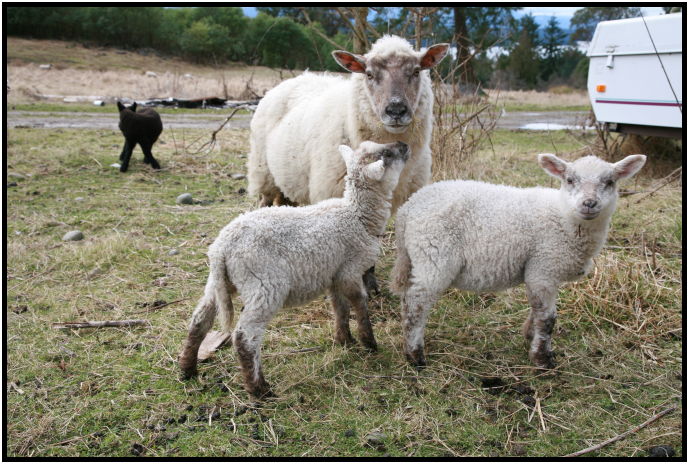 animal: sheep : s-IMG_1518.jpg