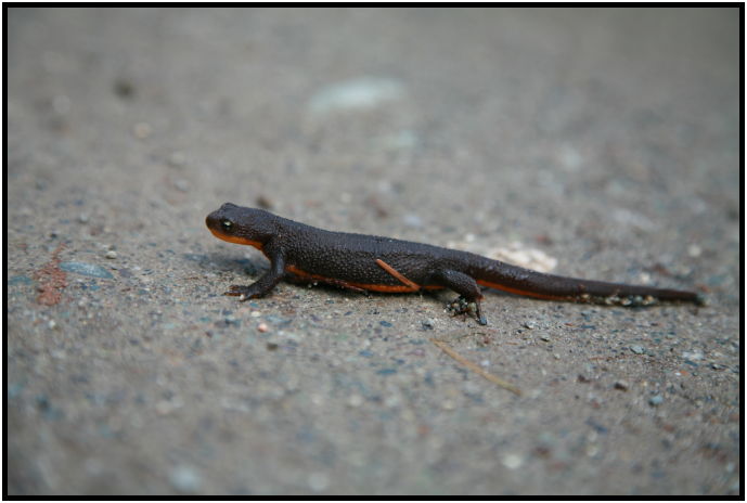 animal: lizard : s-IMG_1573.jpg