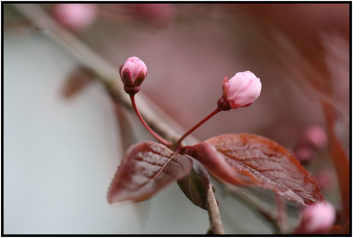 flora: flower: apple tree flower : s-IMG_1843.jpg