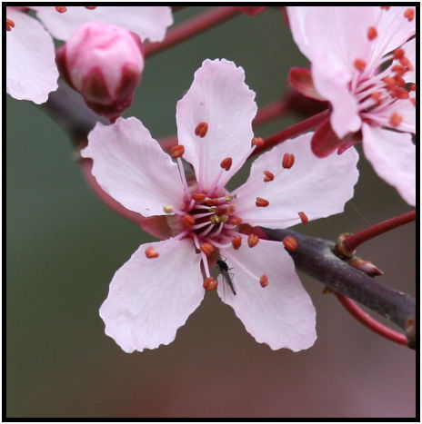 flora: flower: apple tree flower : s-IMG_1844-1.jpg