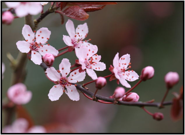 flora: flower: apple tree flower : s-IMG_1844.jpg