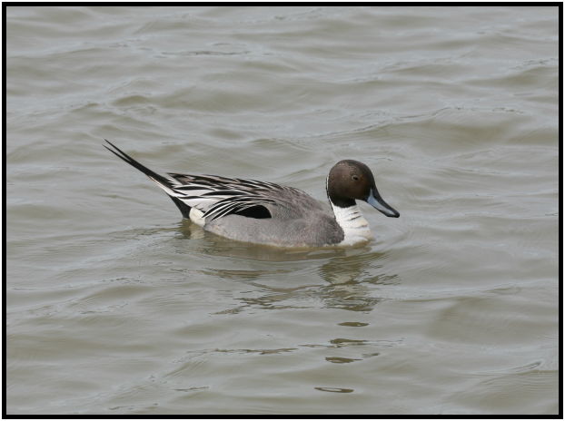 bird: duck : s-IMG_2190.jpg