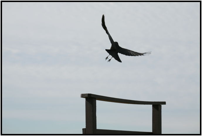 bird: crow : s-IMG_2291.jpg