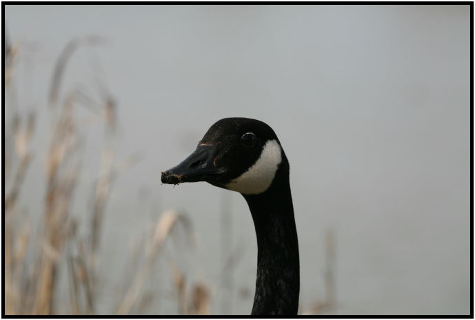 bird: goose : s-IMG_2329.jpg