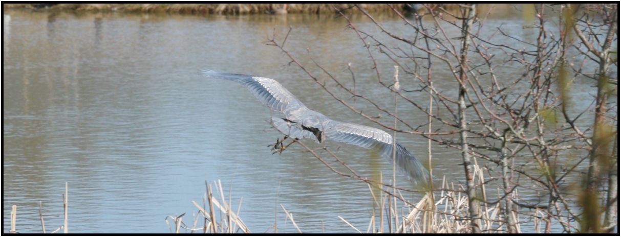 bird: heron : s-IMG_2360.jpg