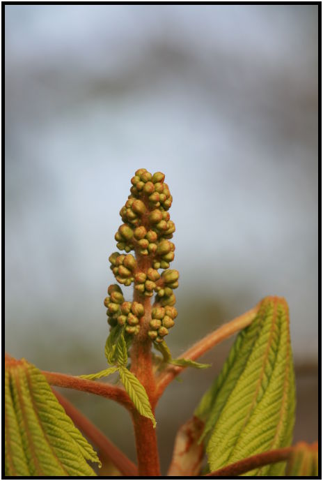 flora: flower: chestnut flowers : s-IMG_2401.jpg