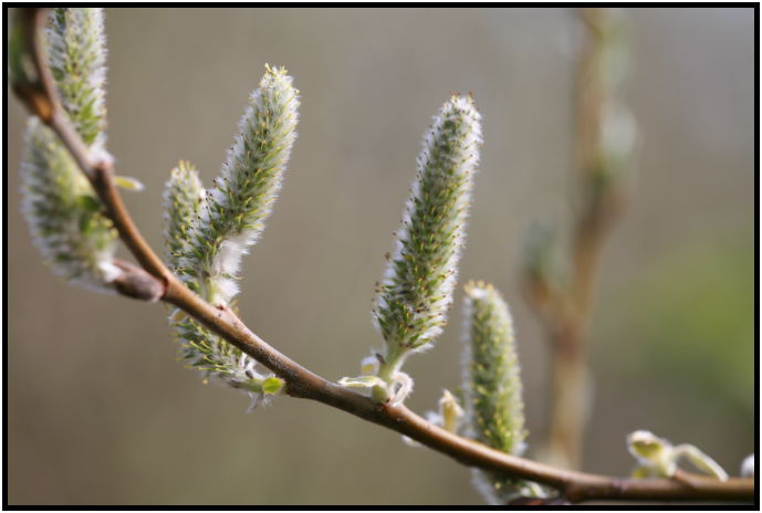 place: Canada: British Columbia: Vancouver: George C. Reifel Migratory Bird Sanctuary : s-IMG_2409.jpg