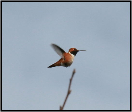 place: Canada: British Columbia: Vancouver: George C. Reifel Migratory Bird Sanctuary : s-IMG_2441.jpg