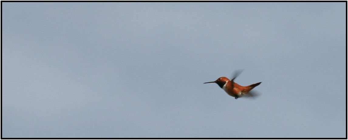 bird: humming bird : s-IMG_2455.jpg