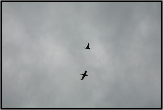 bird: goose : s-IMG_0840.jpg