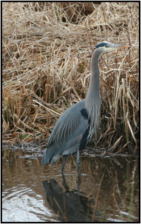 place: Canada: British Columbia: Vancouver: Burnaby Lake : s-heron.jpg
