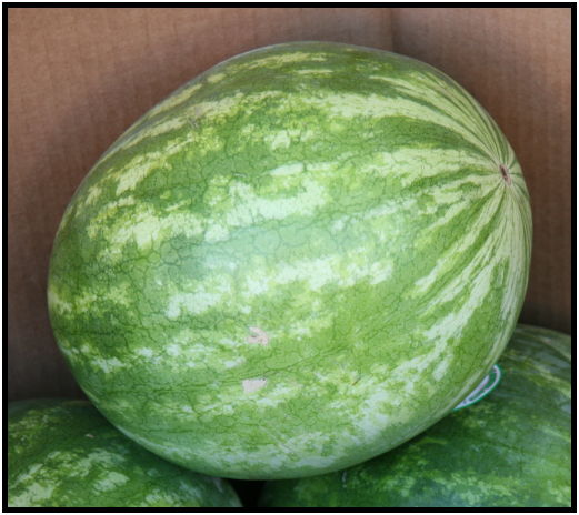 flora: fruit: watermelon : s-IMG_4482.jpg