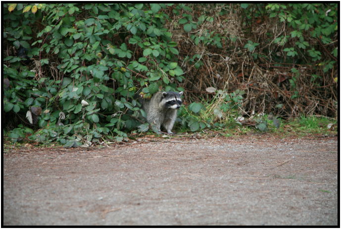 animal: racoon : s-IMG_0393.jpg