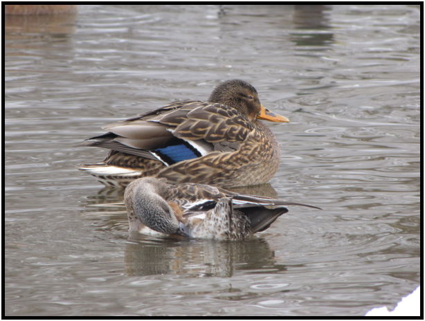 bird: duck : s-IMG_0045.jpg
