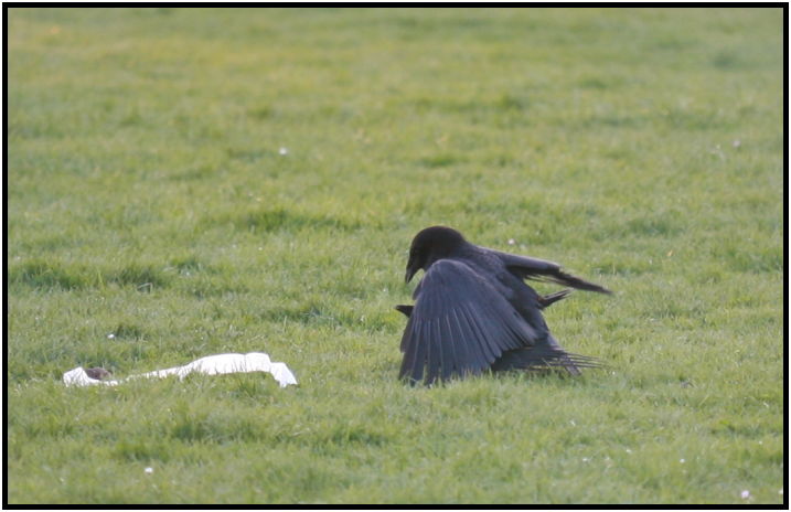 bird: crow : s-IMG_2651.jpg
