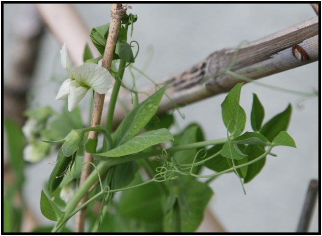 flora: vegetable: pea : s-IMG_4180-1.jpg