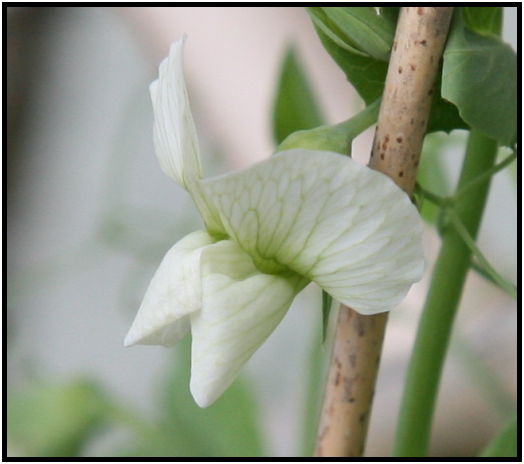 flora: vegetable: pea : s-IMG_4180.jpg