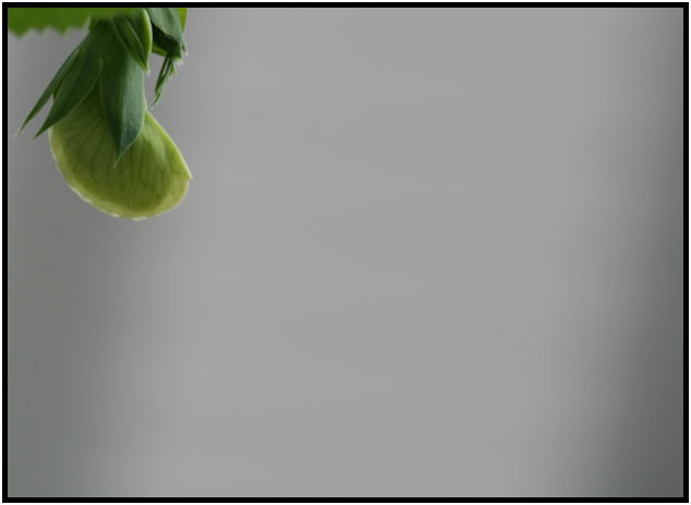 flora: vegetable: pea : s-IMG_4230-1.jpg