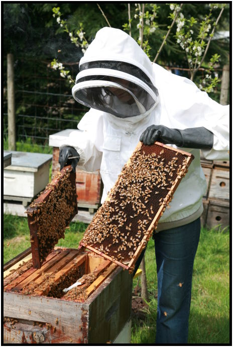 insect: bee : s-IMG_2705.jpg