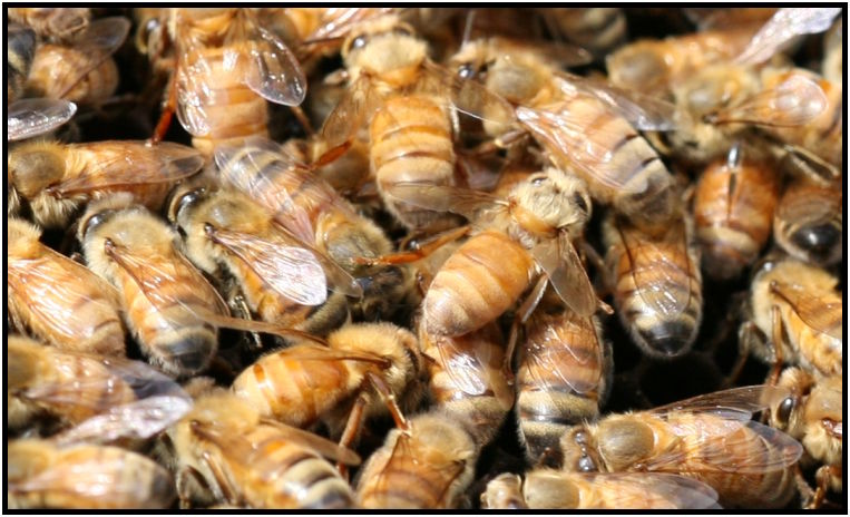 insect: bee : s-IMG_2716_crop.jpg