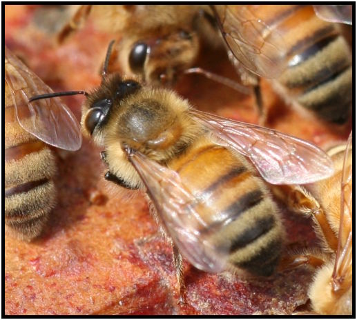 insect: bee : s-IMG_2733_crop1.jpg