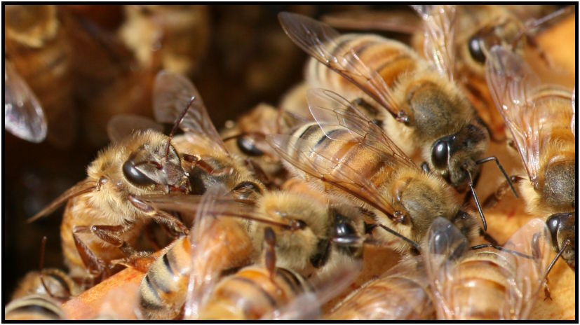 insect: bee : s-IMG_2733_crop2.jpg