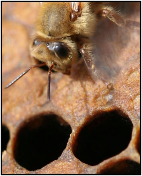 insect: bee : s-IMG_2748_crop.jpg