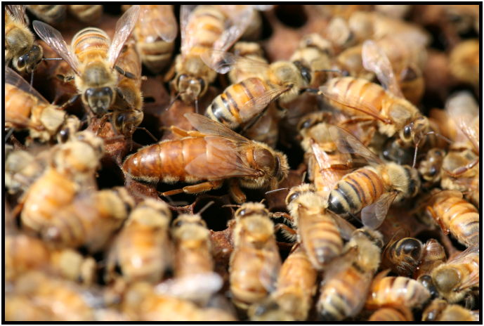 insect: bee : s-IMG_2756.jpg