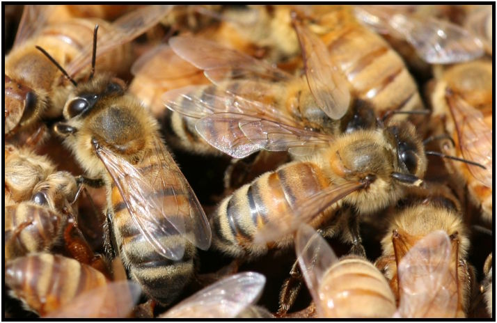 insect: bee : s-IMG_2767_crop.jpg