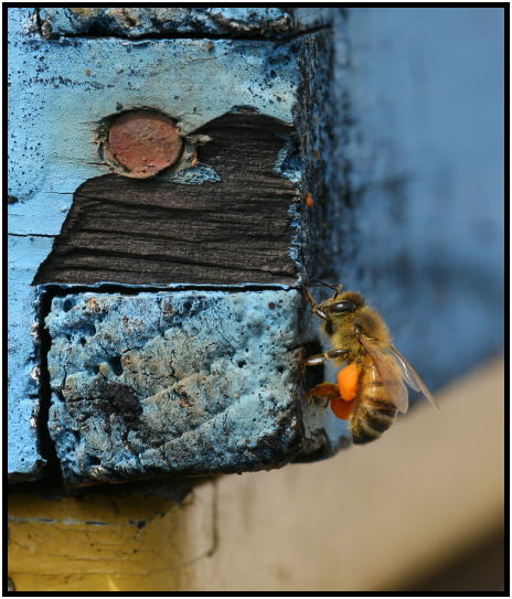 insect: bee : s-IMG_2795.jpg