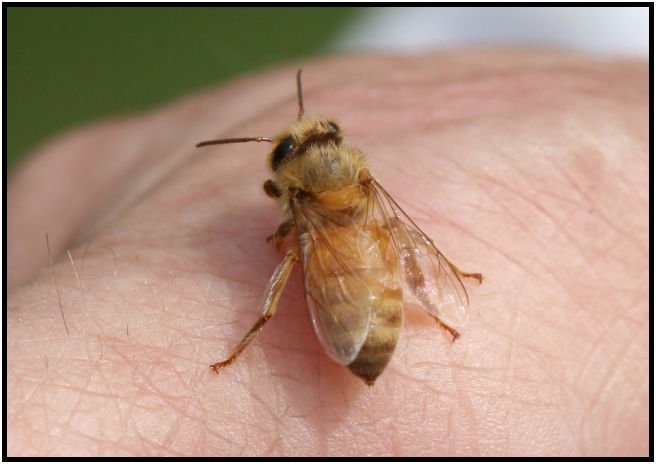 insect: bee : s-IMG_2818_crop.jpg