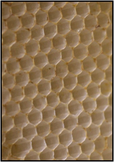 place: Canada: British Columbia: Vancouver: Vlad's Apiary : s-IMG_2824_crop.jpg
