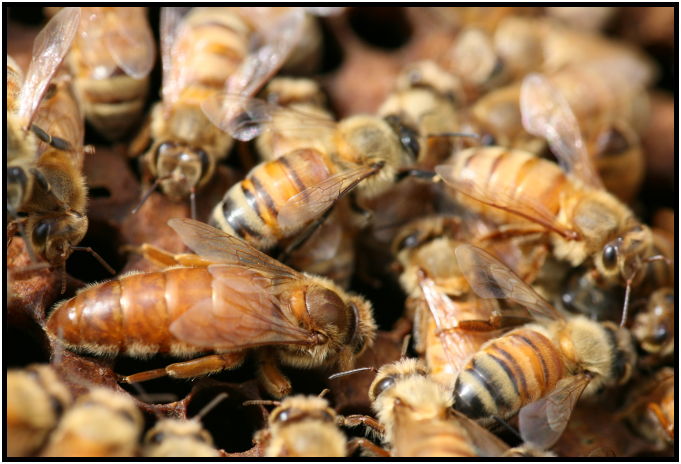 insect: bee : s-the bee queen2.jpg