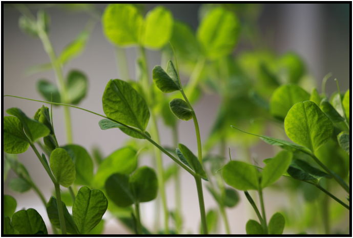 flora: vegetable: pea : s-IMG_1698.jpg