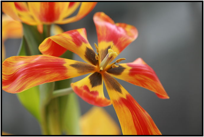 flora: flower: tulip : s-IMG_1254.jpg