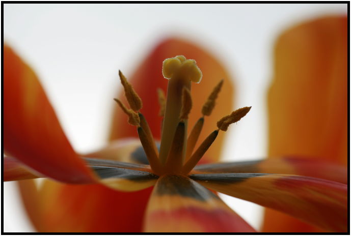 flora: flower: tulip : s-IMG_1292.jpg