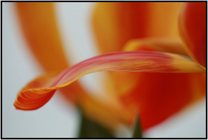 flora: flower: tulip : s-IMG_1298.jpg