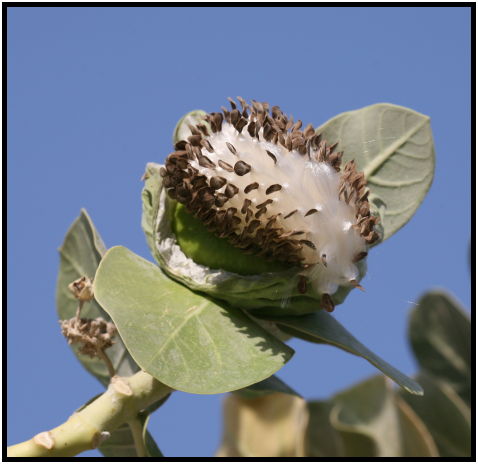 flora: tree: apple of sodom : s-IMG_3890.jpg