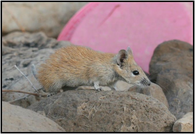 animal: mouse : s-IMG_4018.jpg
