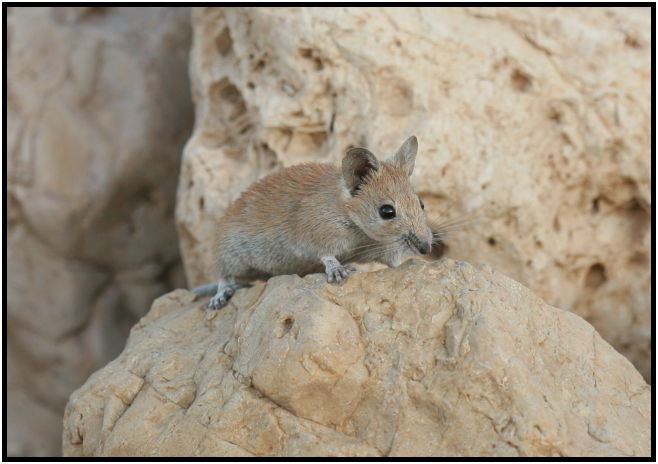 animal: mouse : s-IMG_4030.jpg
