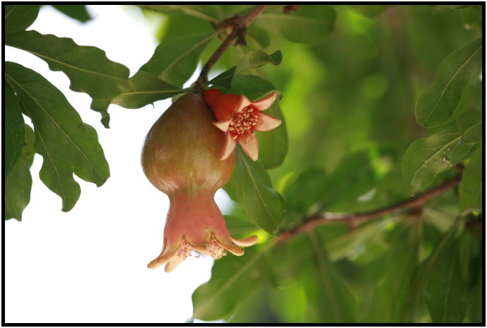 flora: fruit: pomegranate : s-IMG_3476.jpg