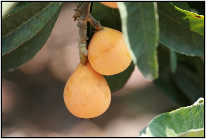 flora: fruit: loquat : s-IMG_3492.jpg