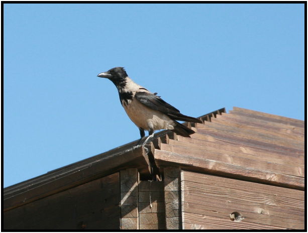 bird: crow : s-IMG_4120-1.jpg