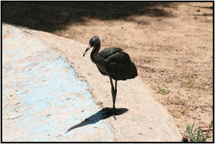 place: Israel: Tel Aviv: Tel Aviv Safari : s-IMG_2964.jpg