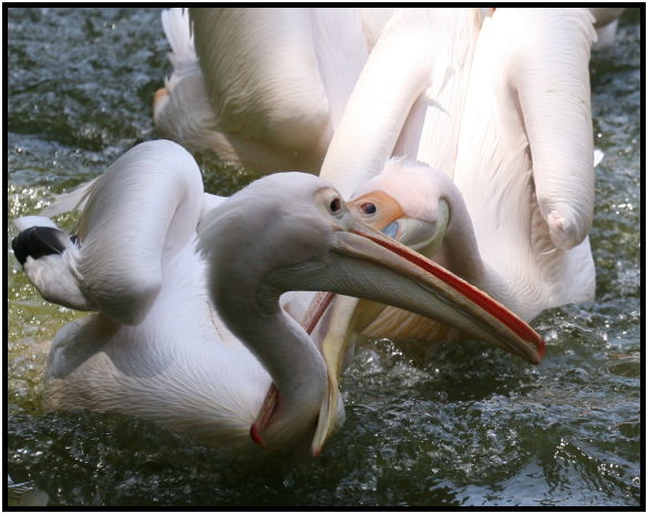bird: pelican : s-IMG_2993-1.jpg
