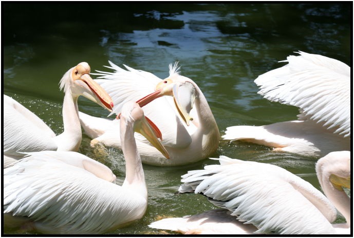 place: Israel: Tel Aviv: Tel Aviv Safari : s-IMG_3000.jpg