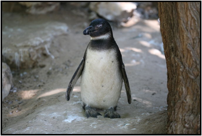 animal: penguin : s-IMG_3023.jpg
