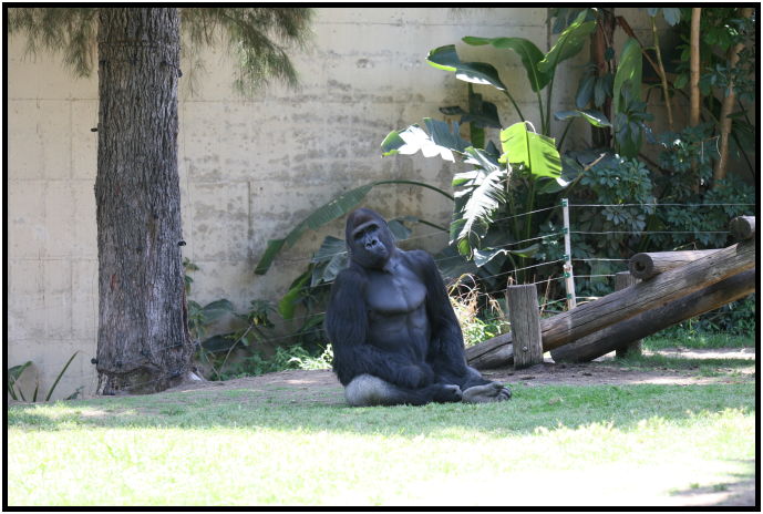 animal: orangutan : s-IMG_3040.jpg